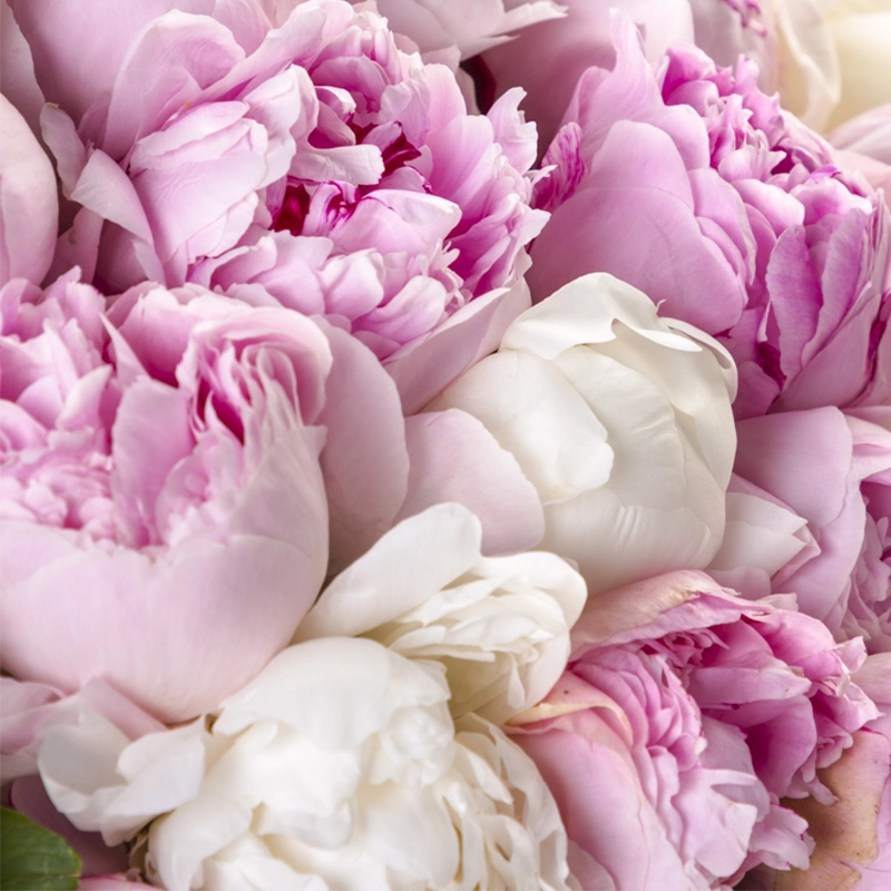 101 белый и розовый пион