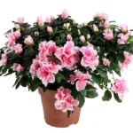 Азалия горшечная
